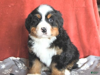 Bernese Mountain Dog dogs Rascal - Ad 24