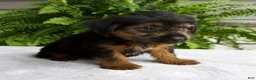Yorkshire Terrier dogs for sale: Corey - Ad 2