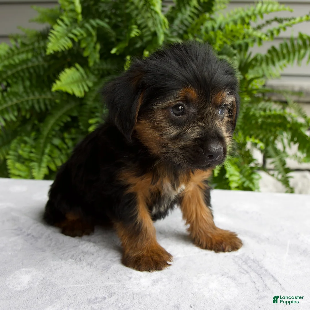Yorkshire Terrier dogs for sale: Corey - Ad 2