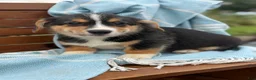Welsh Corgi Pembroke dogs for sale: Juno - Ad 6
