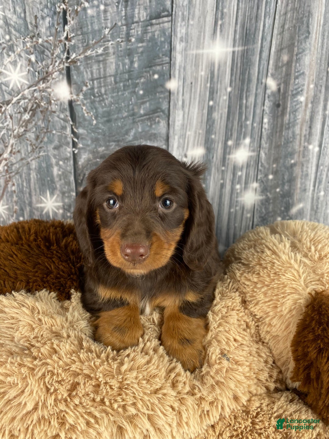 Miniature Dachshund dogs for sale: Lilly - Ad 4