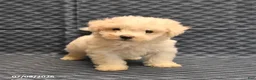 Bichon Frise dogs for sale: Isaac - Ad 5
