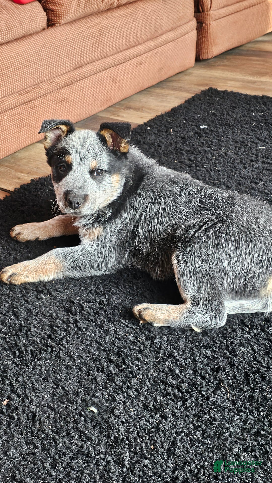 Australian Cattle Dog dogs for sale: Jingles - Ad 2