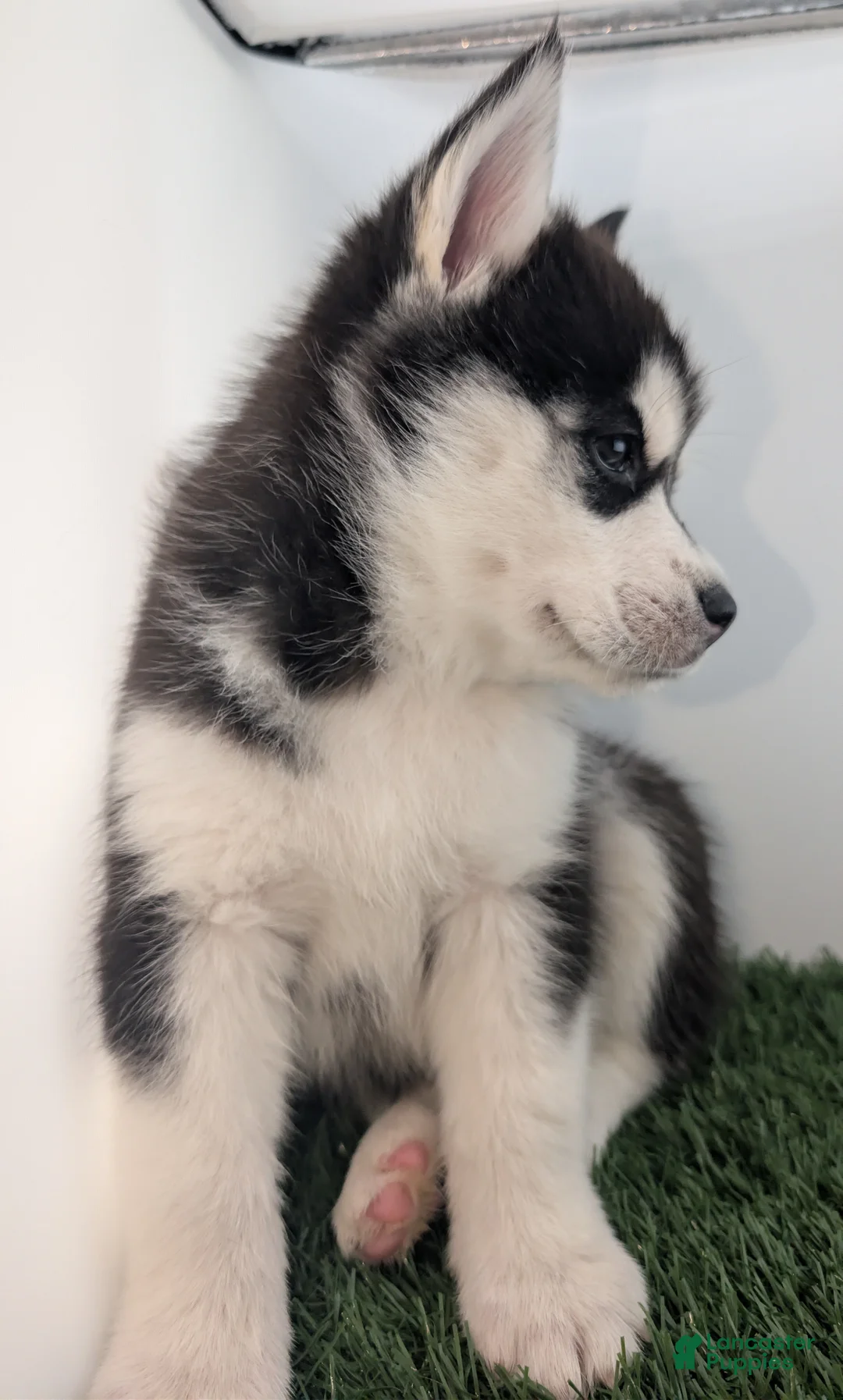 Siberian Husky dogs for sale: Siberian Husky Puppy - Freya - Ad 3