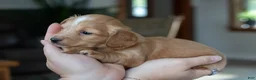 Miniature Dachshund dogs for sale: Doug  - Ad 4