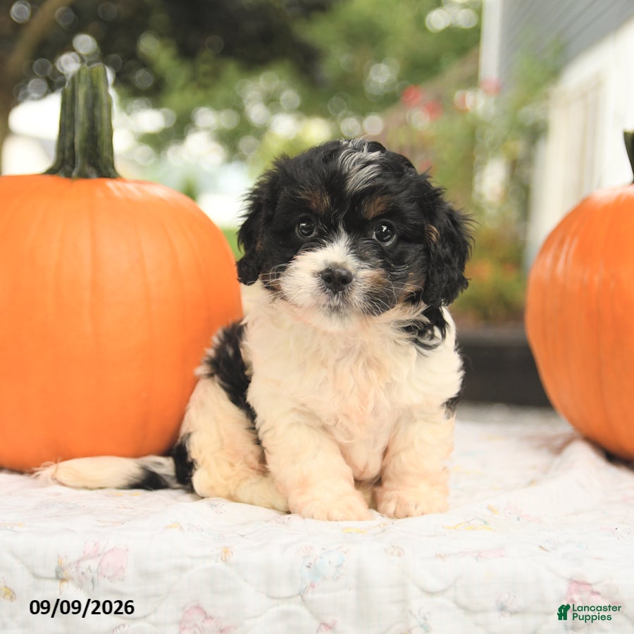 Cavapoo dogs Freddie - Ad 1