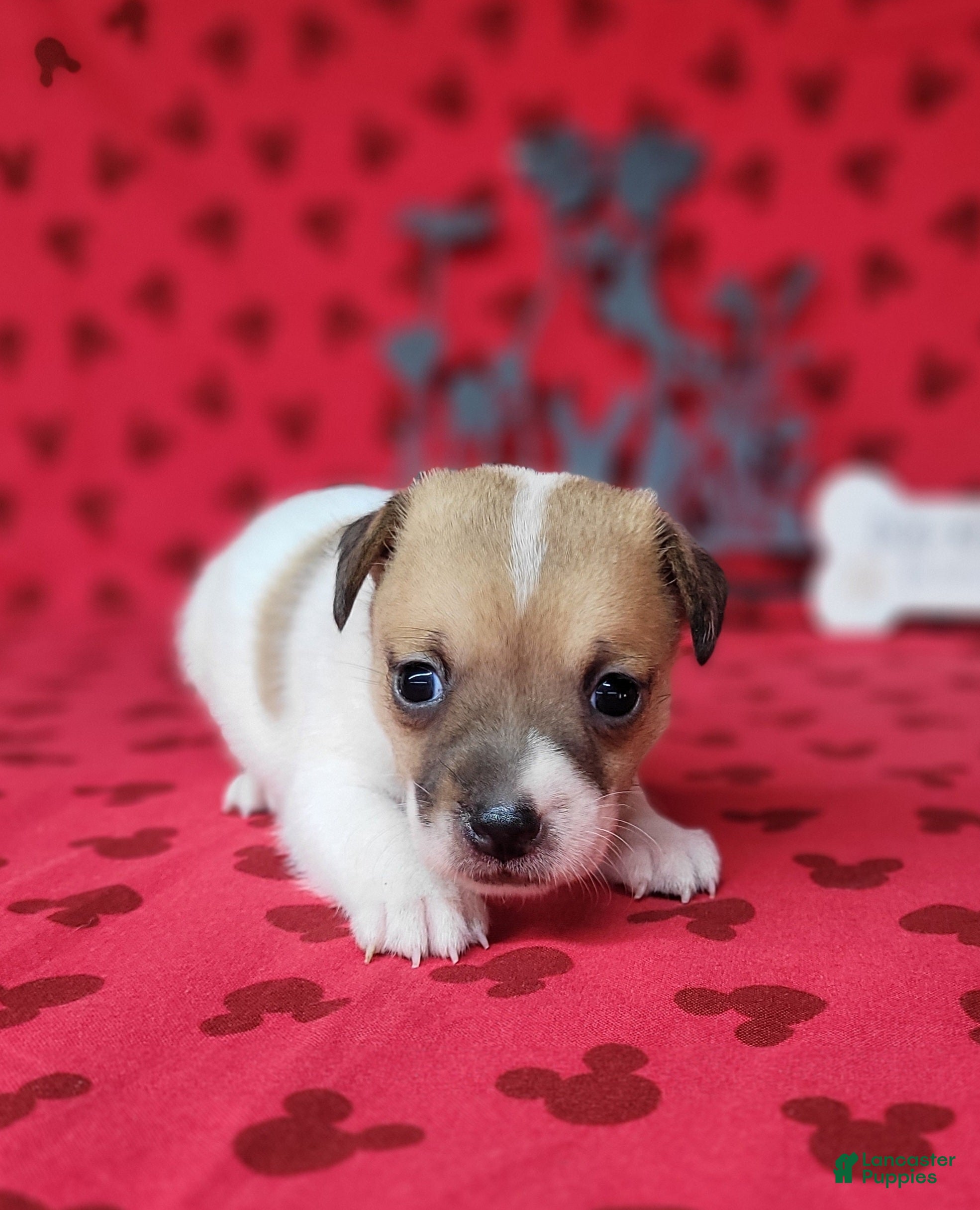 Jack Russell Terrier dogs CKC Tina Delivery Available  - Ad 2