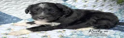 Sheltiedoodle dogs for sale: Rudy - Ad 3