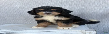 Stella