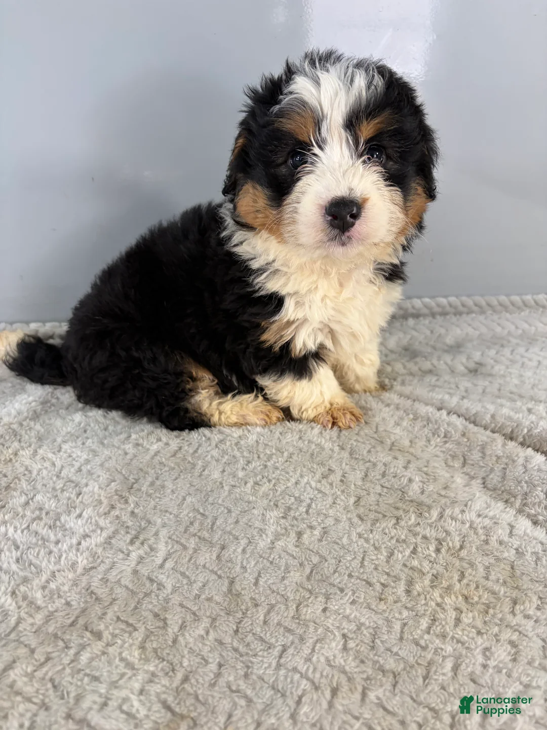 Mini Bernedoodle dogs for sale: Cari - Ad 7