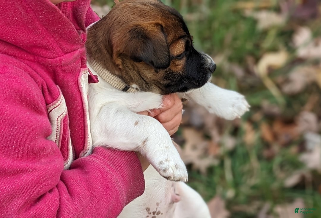 Jack Russell Terrier dogs for sale: Pepsi - Ad 3