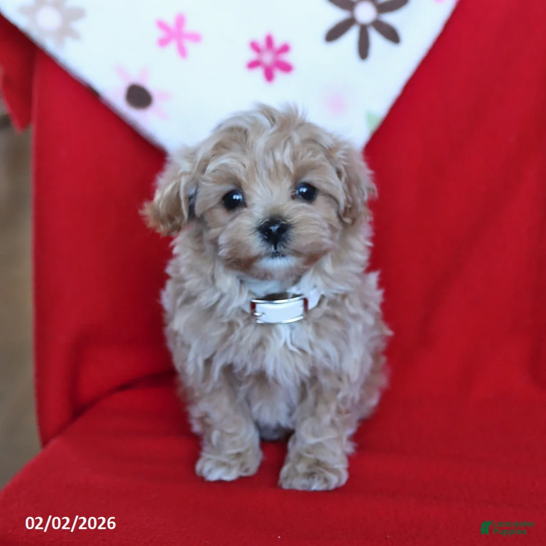Maltipoo dogs for sale: Theo - Ad 5