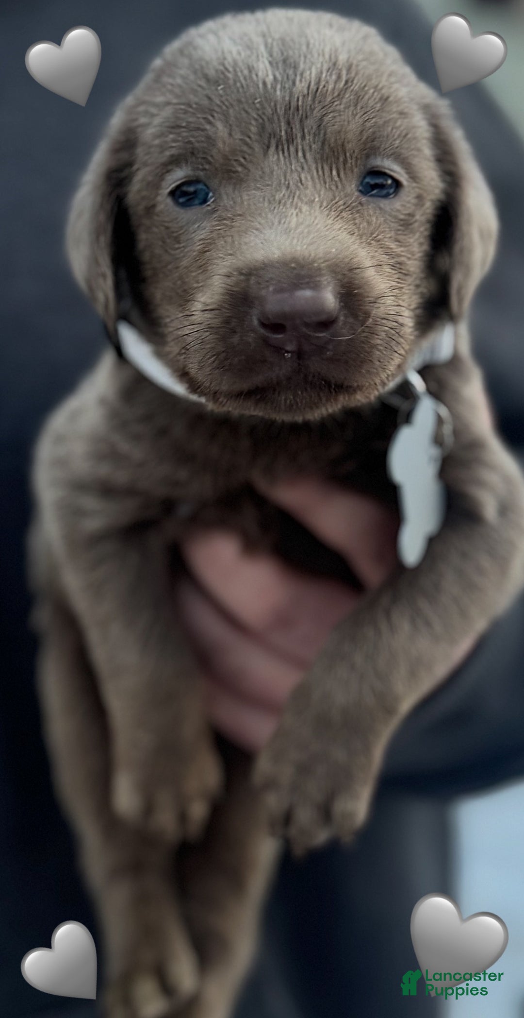 Labrador Retriever dogs for sale: Labrador Retriever Puppy 1 - Ad 11