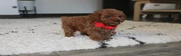 Toy Poodle dogs for sale: Archer - Ad 6