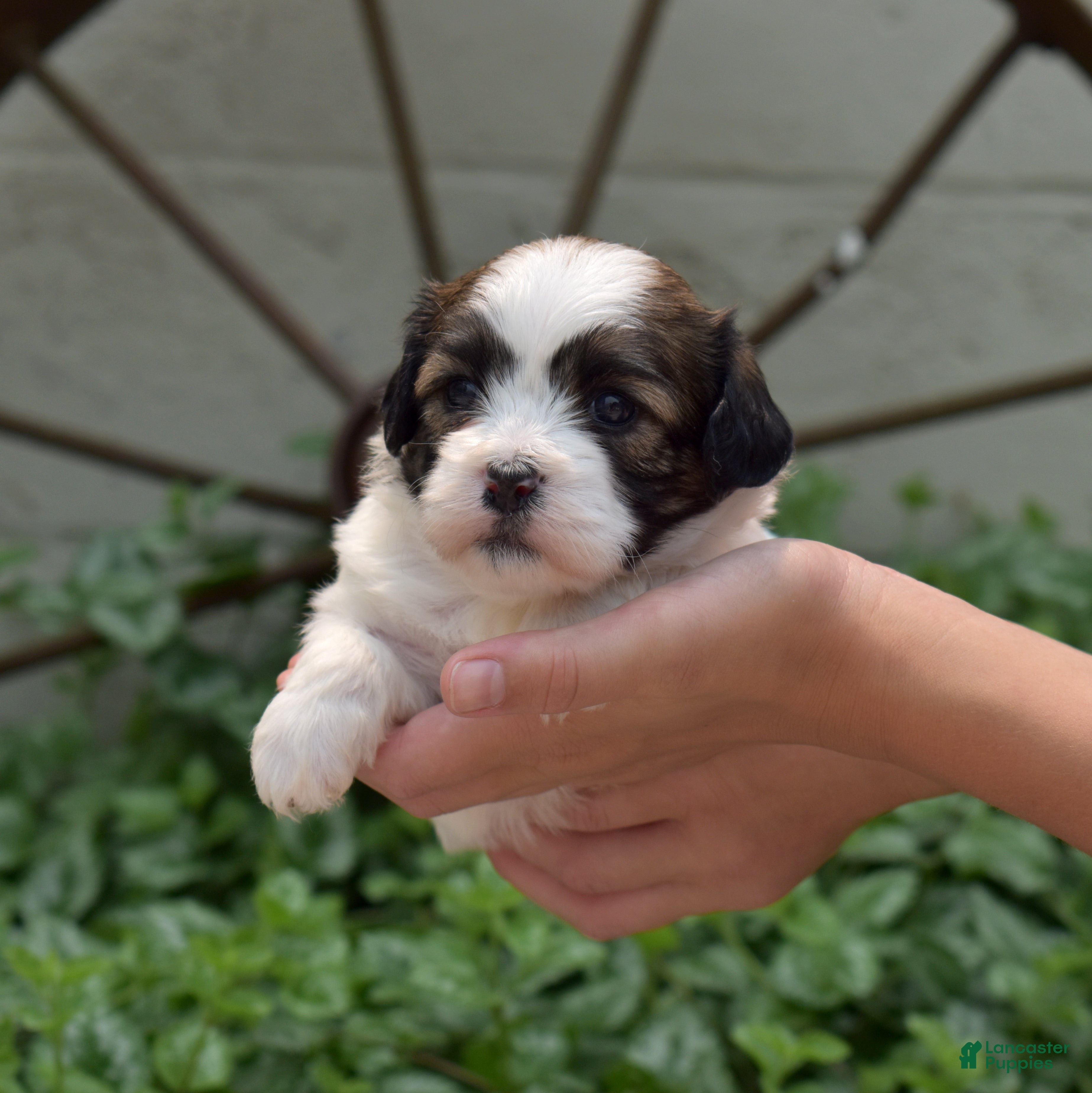 Teddy Bear dogs Fritter - Ad 1
