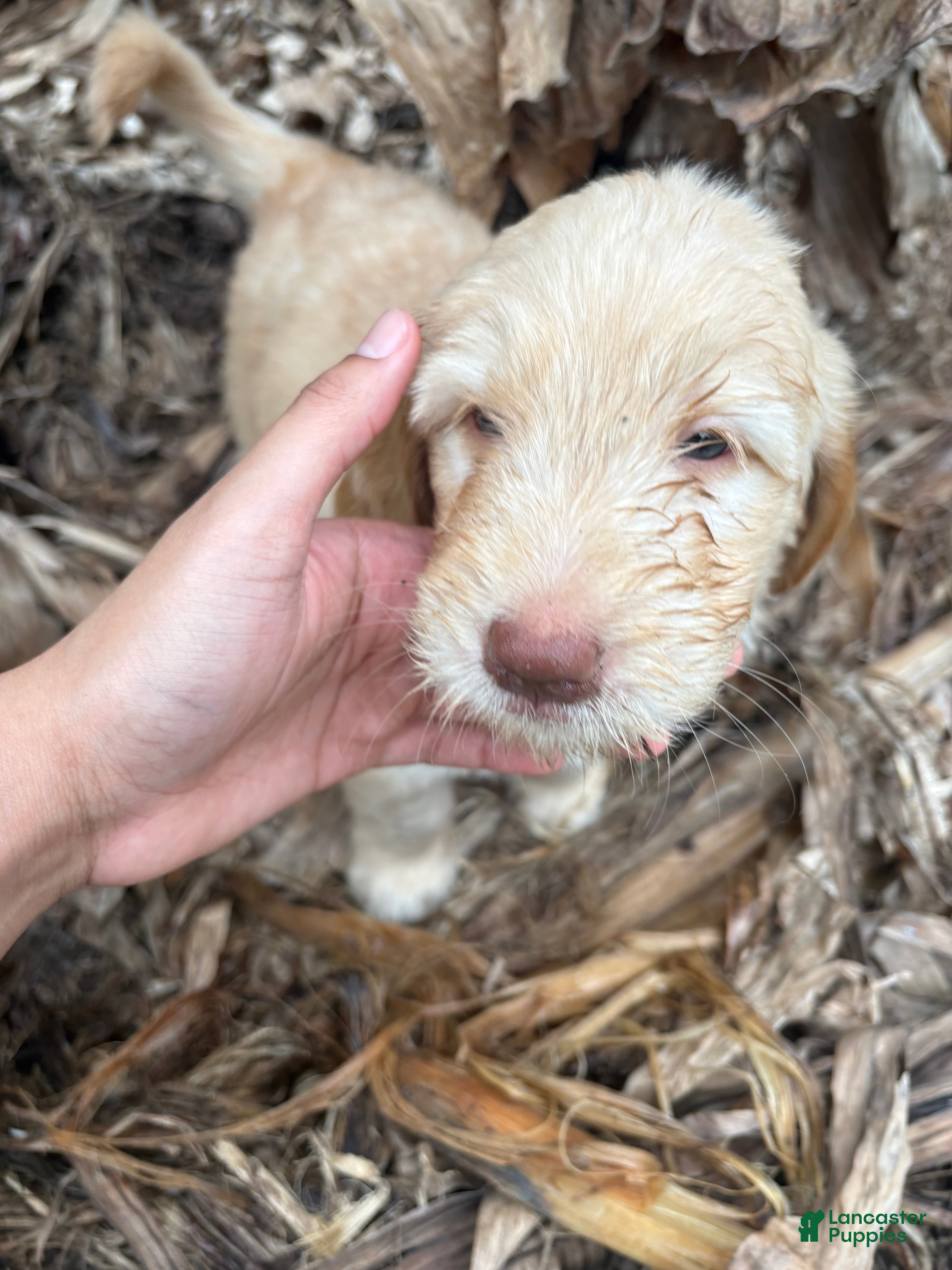 Goldendoodle dogs Seena - Ad 24