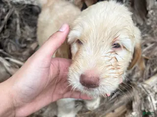 Goldendoodle dogs Seena - Ad 24