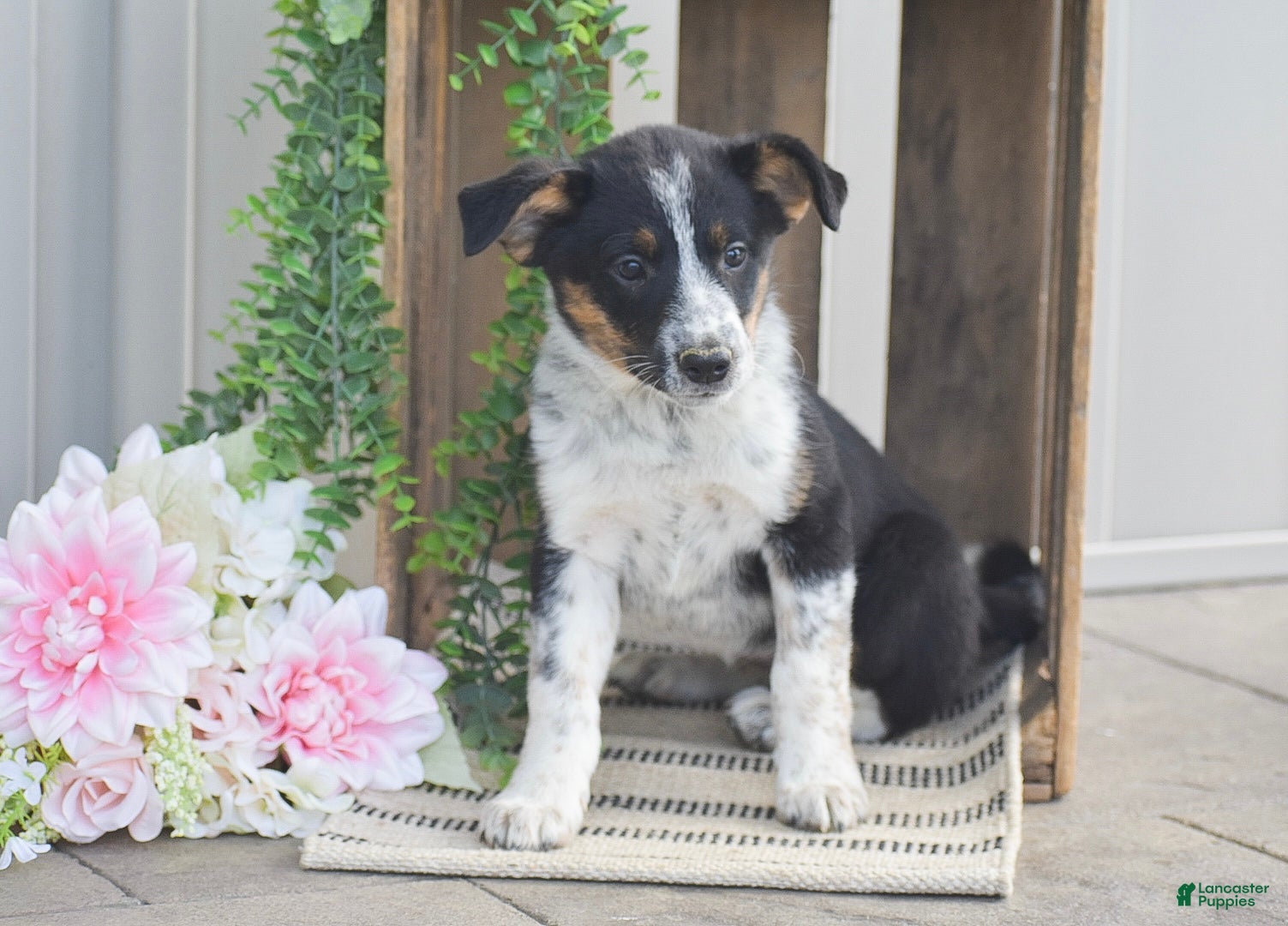 Mixed Breed dogs Bethany - Ad 2