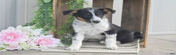 Mixed Breed dogs for sale: Bethany - Ad 2