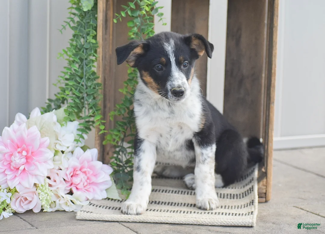 Mixed Breed dogs for sale: Bethany - Ad 2