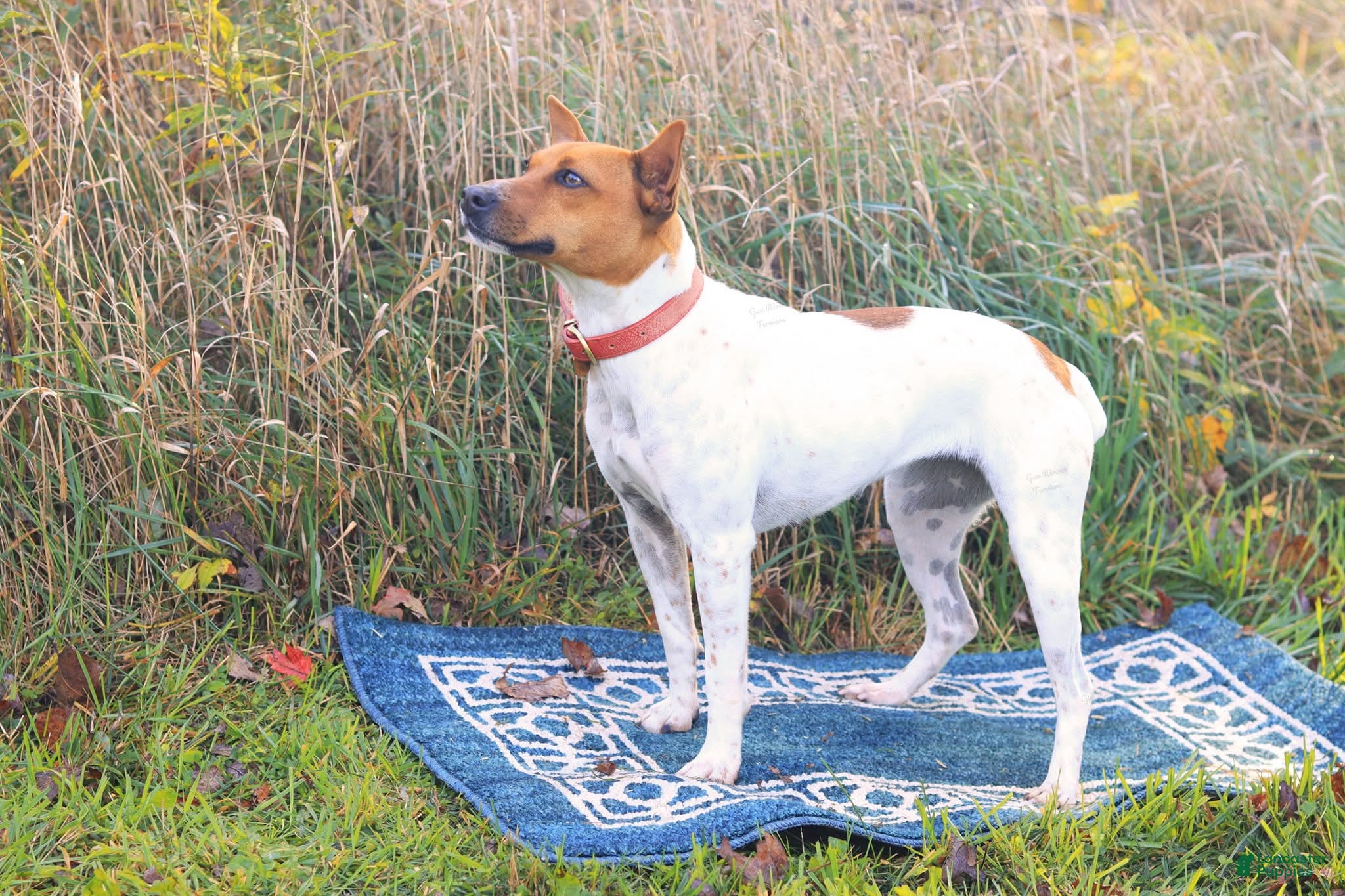 Rat Terrier dogs for sale: Rat Terrier 1 - Ad 2