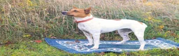 Rat Terrier dogs for sale: Rat Terrier 2 - Ad 2