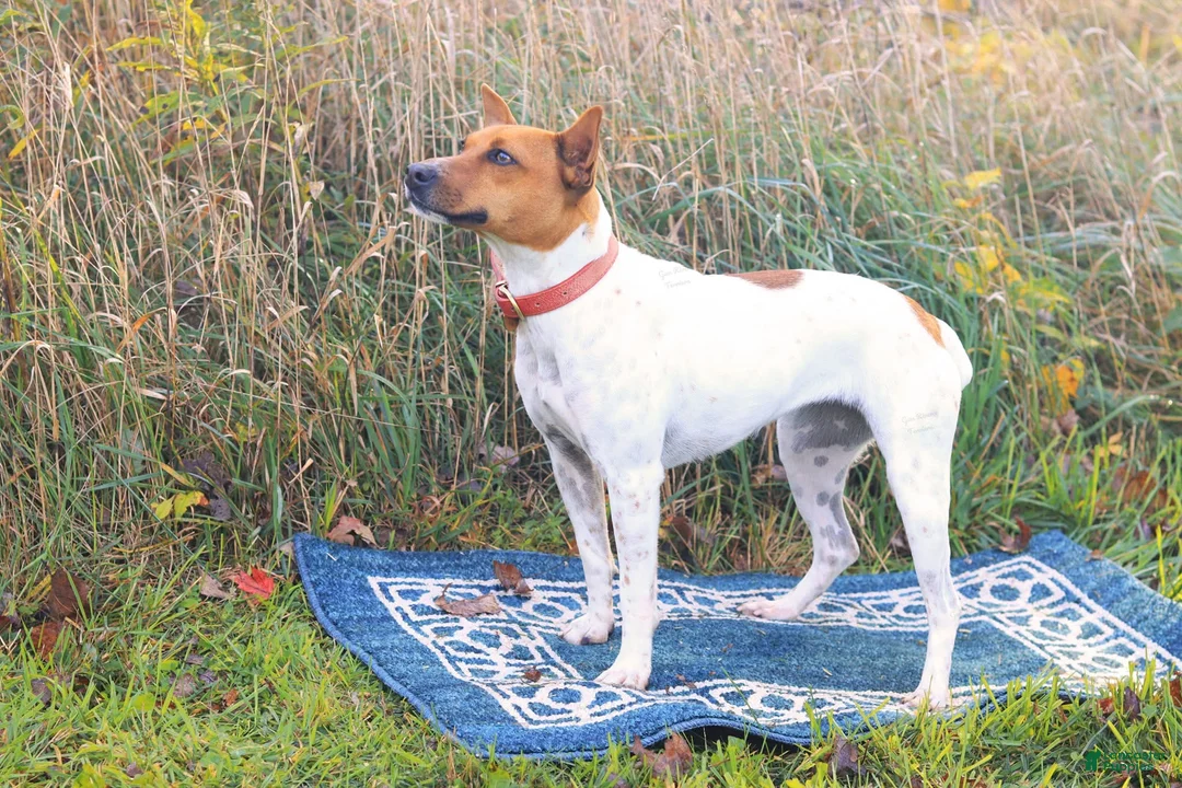 Rat Terrier dogs for sale: Rat Terrier 2 - Ad 2