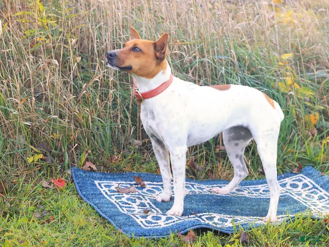 Rat Terrier dogs for sale: Rat Terrier 1 - Ad 2