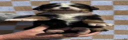 Bernese Mountain Dog dogs for sale: LB - Ad 5