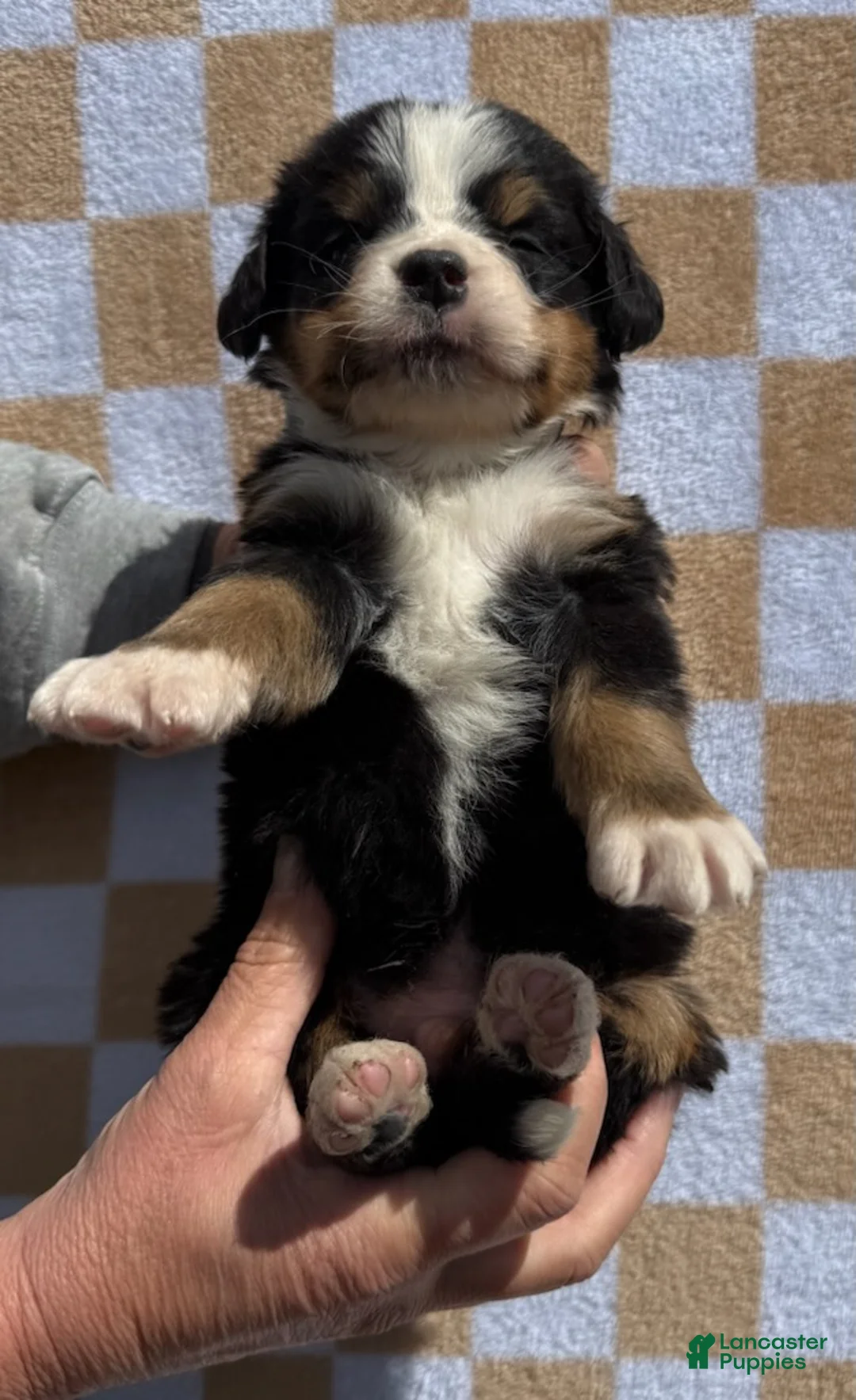Bernese Mountain Dog dogs for sale: LB - Ad 5