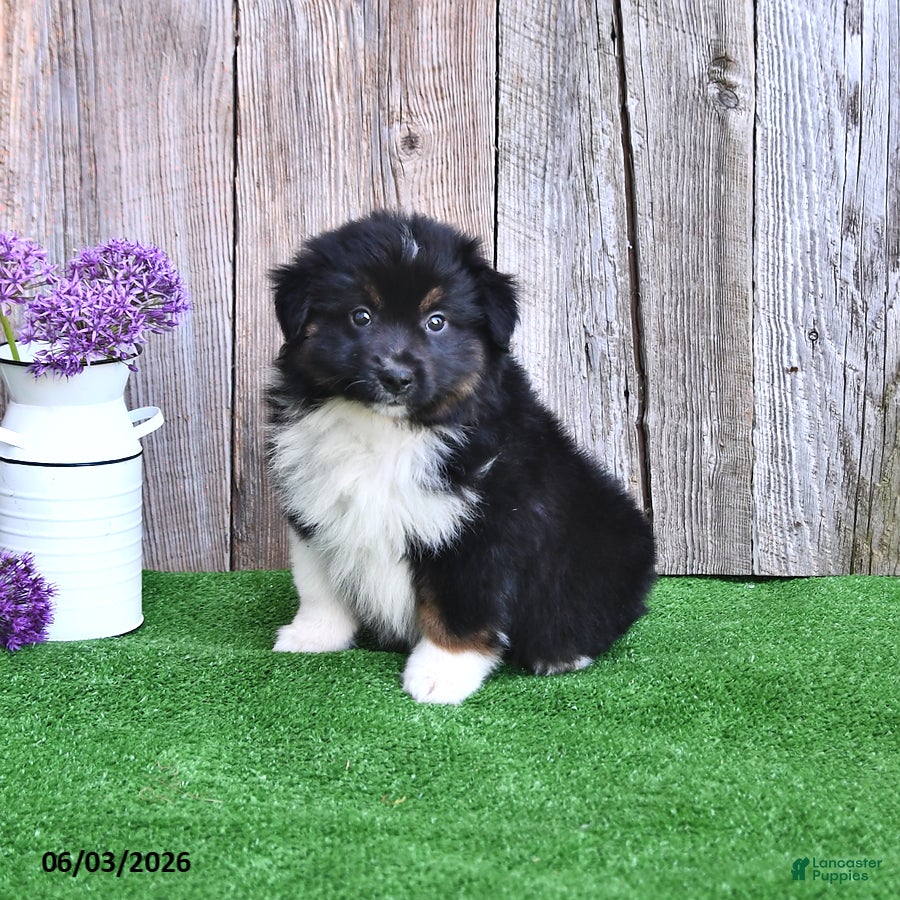 Miniature Australian Shepherd dogs for sale: Rocket - Ad 1