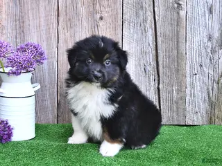 Miniature Australian Shepherd dogs for sale: Rocket - Ad 2