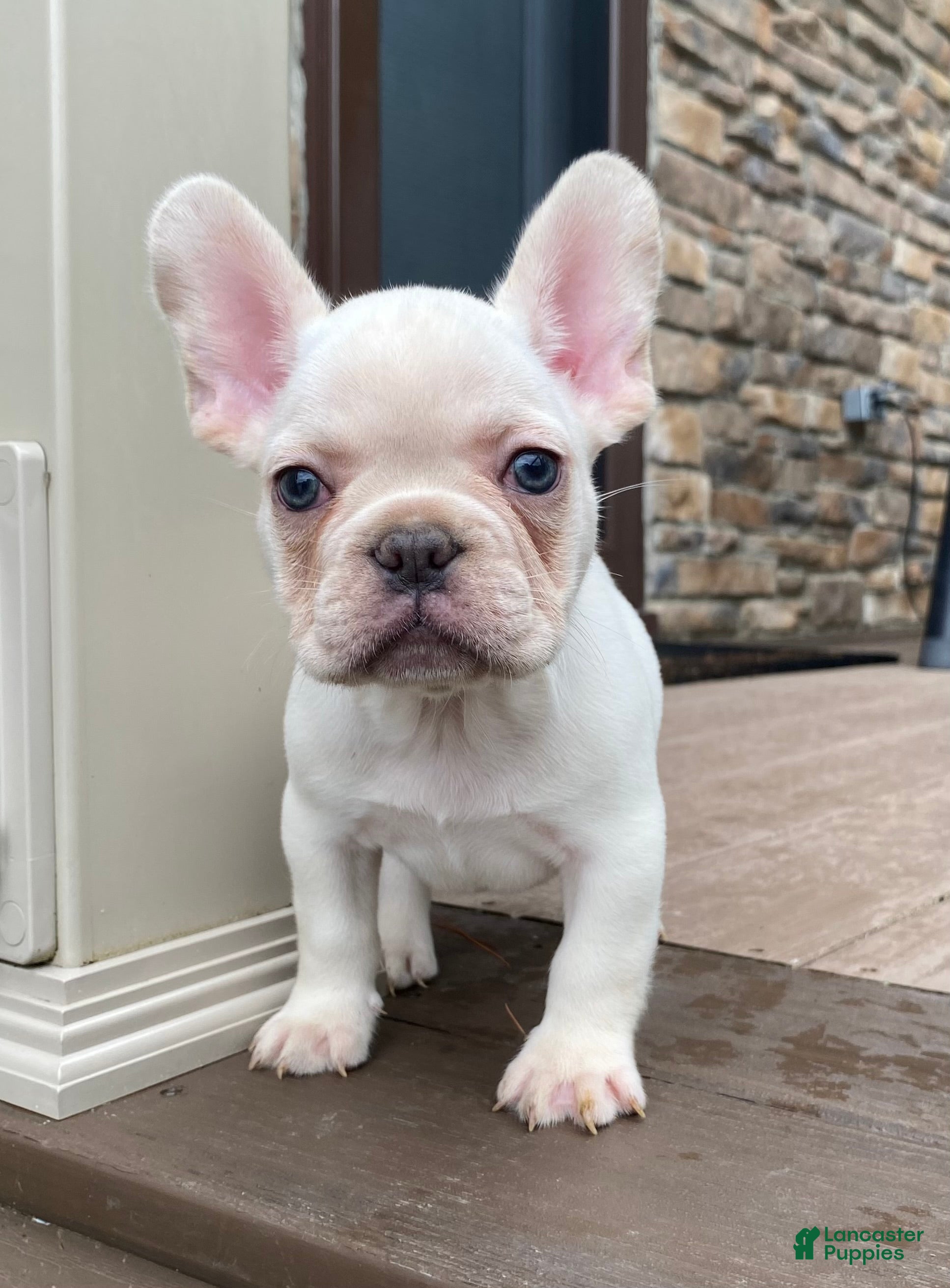 French Bulldog dogs Mitchell  - Ad 2
