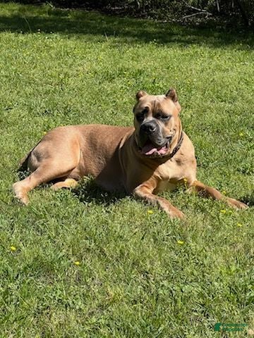 Cane Corso dogs Girl 2 - Ad 2