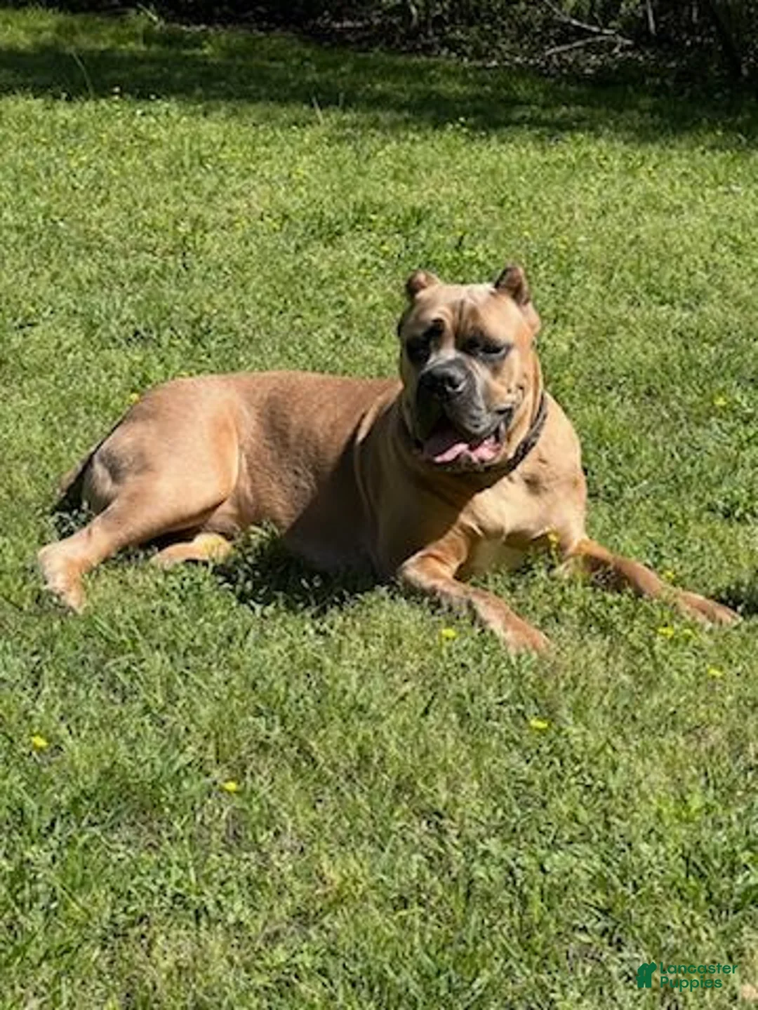 Cane Corso dogs for sale: Boy 5 - Ad 2