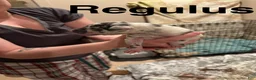 Great Dane dogs for sale: Great Dane 2 - Ad 1