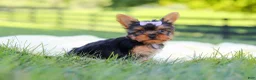 Yorkshire Terrier dogs for sale: Miranda - Ad 10