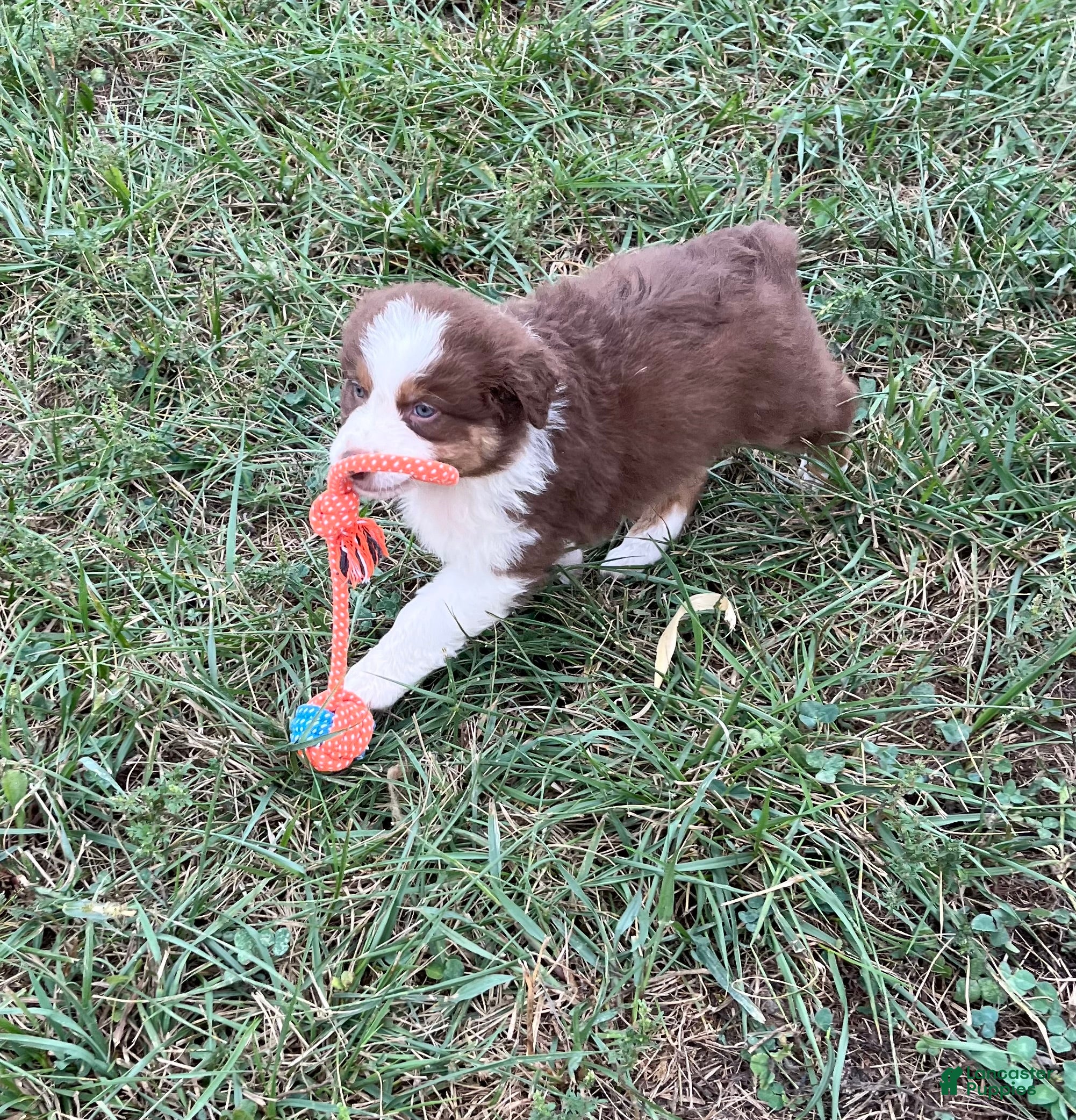 Australian Shepherd dogs Chubbie - Ad 1