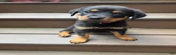 Rottweiler dogs for sale: Ellie - Ad 4