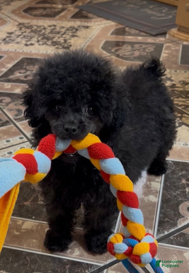 Toy Poodle dogs Leo toy poodle  - Ad 1