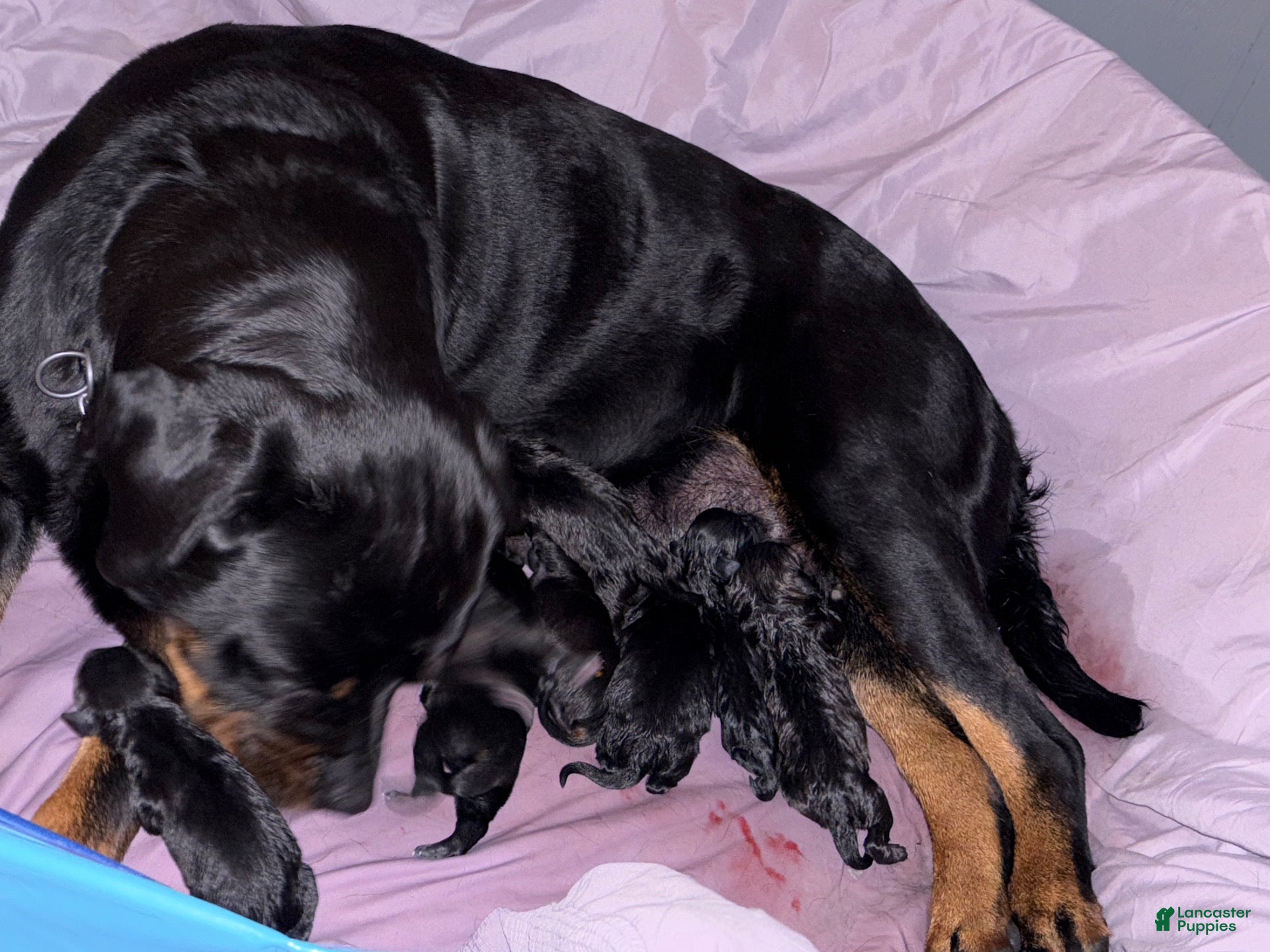 Mixed Breed dogs for sale: Mixed Breed 5 - Ad 17