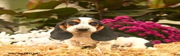 Basset Hound dogs for sale: Mia    - Ad 5