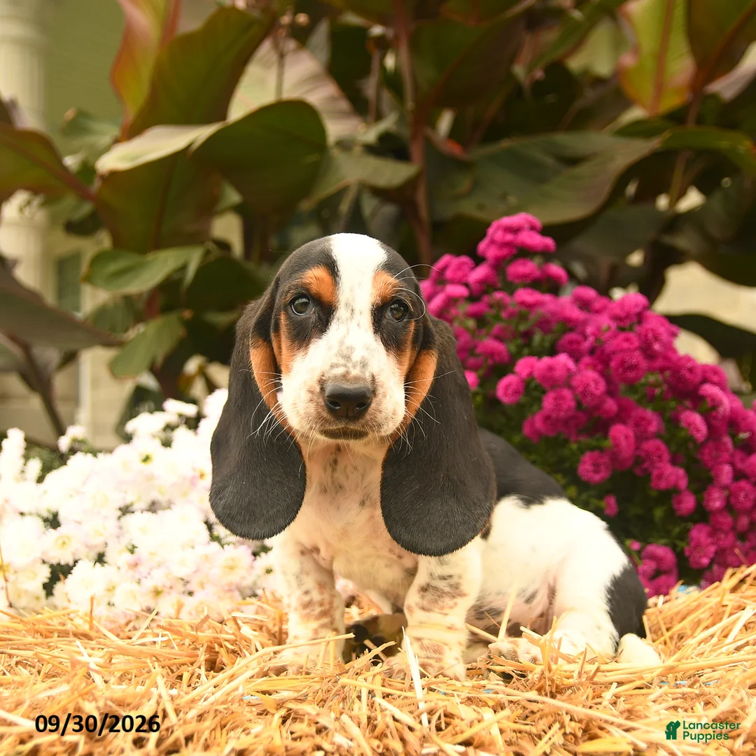 Basset Hound dogs for sale: Mia    - Ad 5
