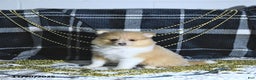 Pomeranian dogs for sale: Riena GENETIC TESTED - Ad 2