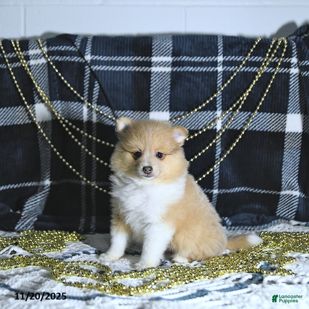 Pomeranian dogs for sale: Riena GENETIC TESTED - Ad 2