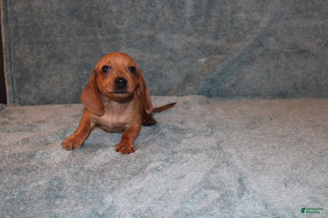 Miniature Dachshund dogs for sale: HAZEL MINI  - Ad 11