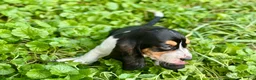 Basset Hound dogs for sale: Daisy  - Ad 8