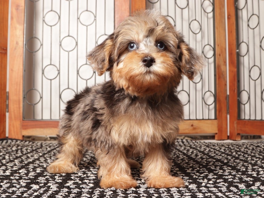 Yorkiepoo dogs Guppy Friendly Male Yorkie Poo - Ad 2