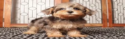 Yorkiepoo dogs for sale: Guppy Friendly Male Yorkie Poo - Ad 2