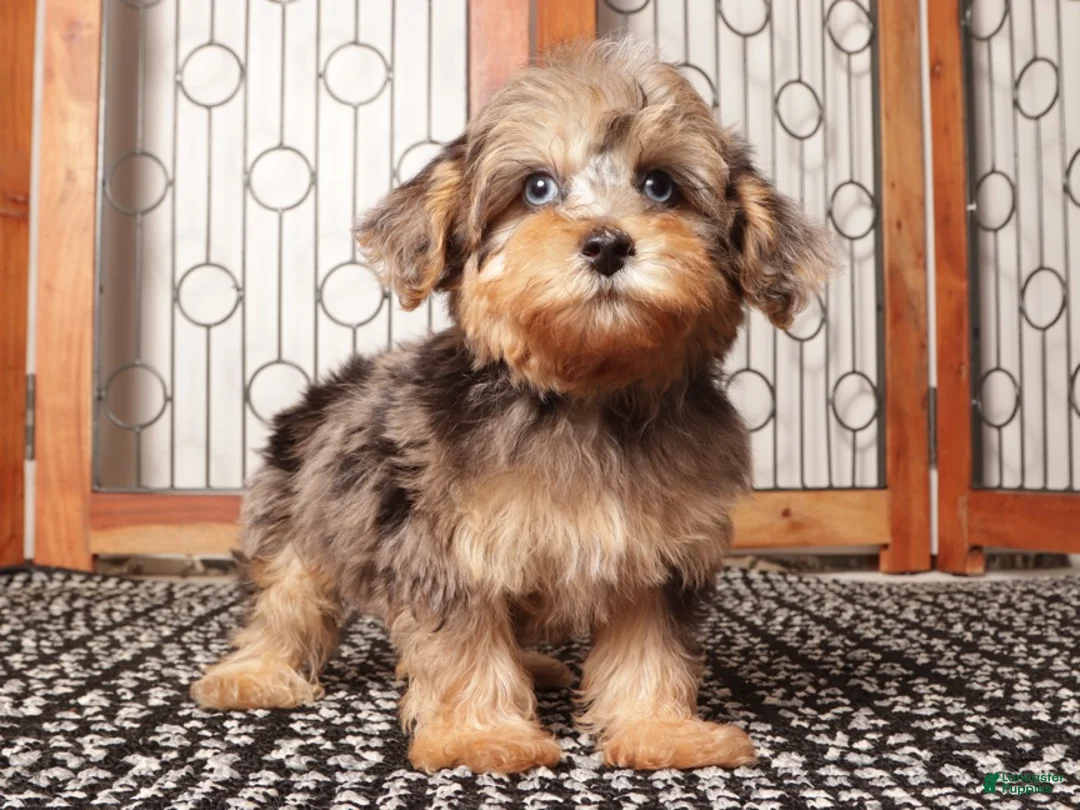 Yorkiepoo dogs for sale: Guppy Friendly Male Yorkie Poo - Ad 2
